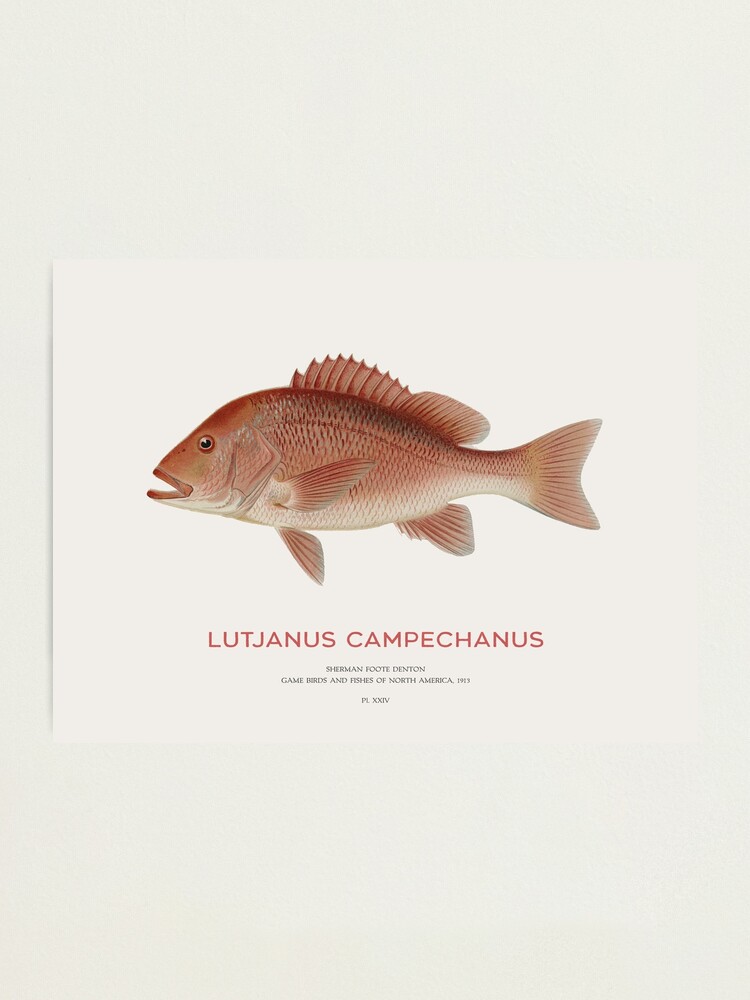 Red Snapper (Lutjanus campechanus)