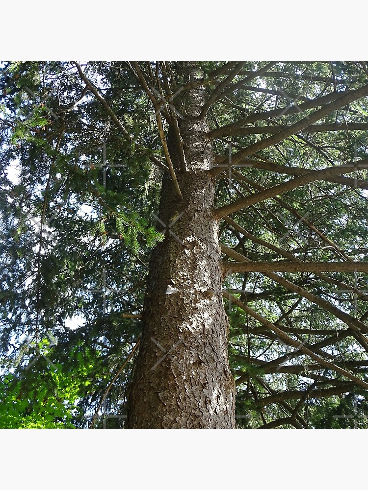An old tree by PicsByMi