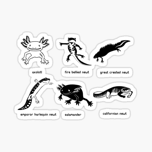 Newts Sticker