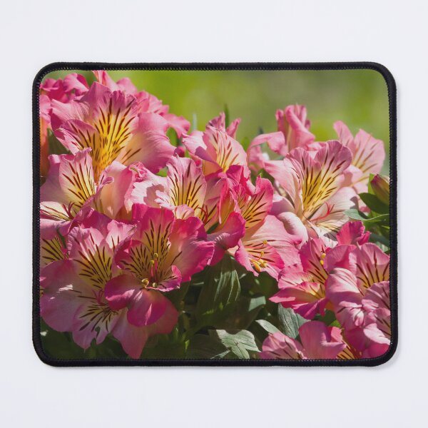 Item preview, Peruvian Lily Pink designed and sold by rmyerphoto.