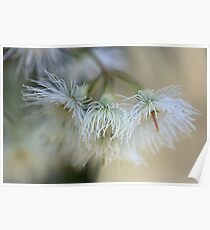 Hush - Eucalyptus Flowers Poster
