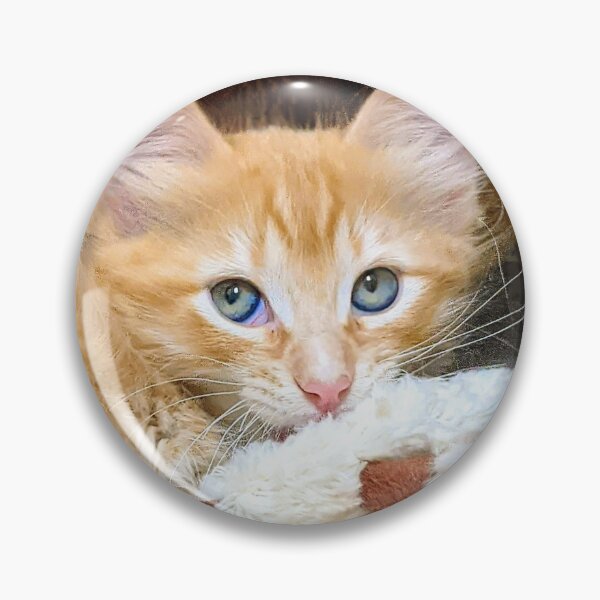 Item preview, Funny cute ragdoll Maine coon kitten designed and sold by Fluffycat2020.