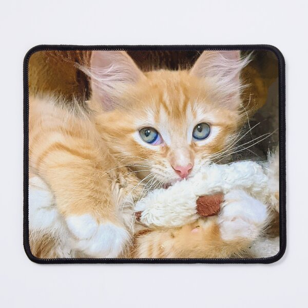 Item preview, Funny cute ragdoll Maine coon kitten designed and sold by Fluffycat2020.