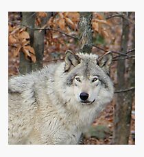 Timberwolf. Photographic Print