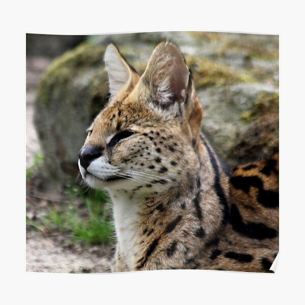 Posters Sur Le Theme Sub Saharan Africa Redbubble