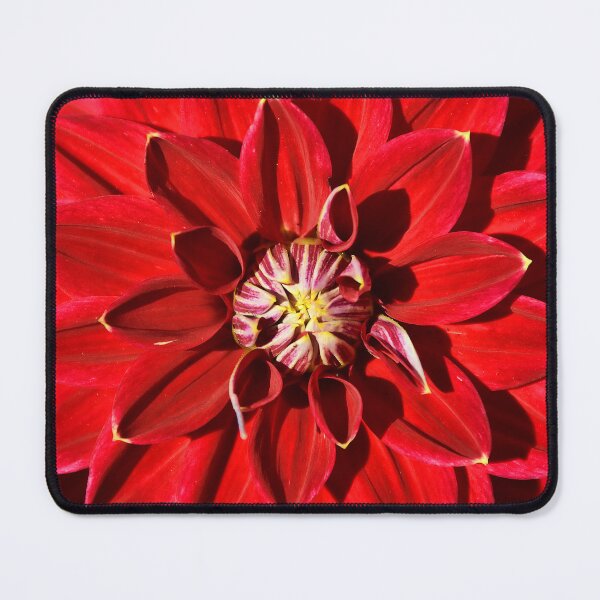 Item preview, Red Dahlia designed and sold by rmyerphoto.