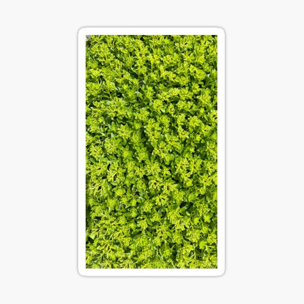 Lush Green Leaves Sticker