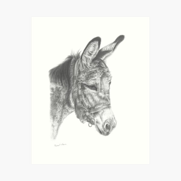 Donkey Drawing Images  Free Photos PNG Stickers Wallpapers  Backgrounds   rawpixel