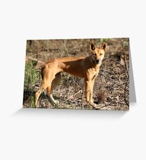 Dingo Greeting Card