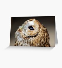 Tawny owl gazing skywards Greeting Card