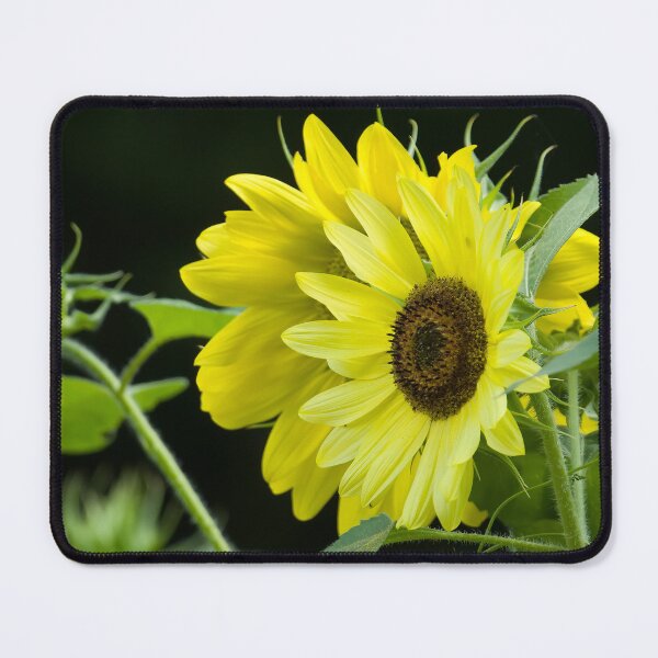 Item preview, Sunflowers Beautiful designed and sold by rmyerphoto.