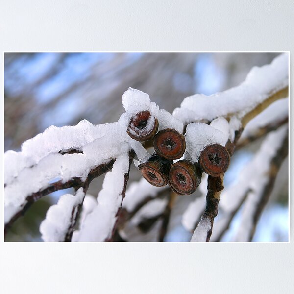 Item preview, Snow and Gumnuts designed and sold by Carolyn Scutt.