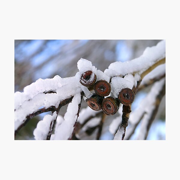 Item preview, Nieve y gumnuts designed and sold by Carolyn Scutt.