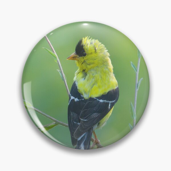 Item preview, Gold Finch on Stick designed and sold by rmyerphoto.