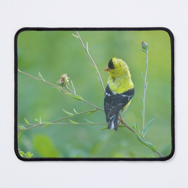 Item preview, Gold Finch on Stick designed and sold by rmyerphoto.