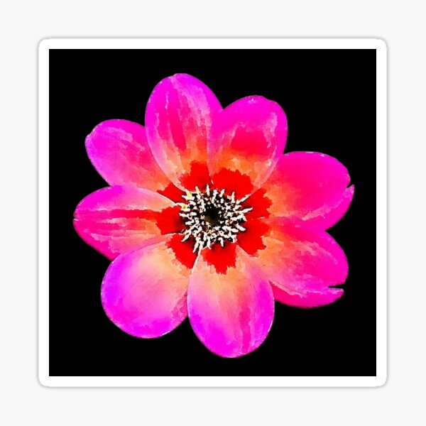 Item preview, Dahlia Dahlegria Tricolore designed and sold by Floral-Art.