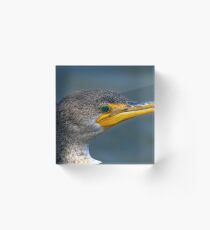 Portrait of a Cormorant Acrylic Block
