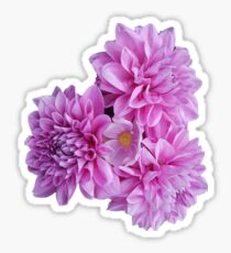 Dahlia Sticker