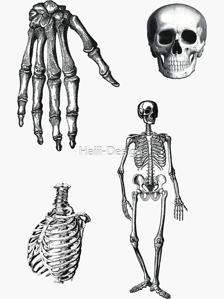 "Skeleton body parts sticker pack" Sticker for Sale by HaiiiDesigns