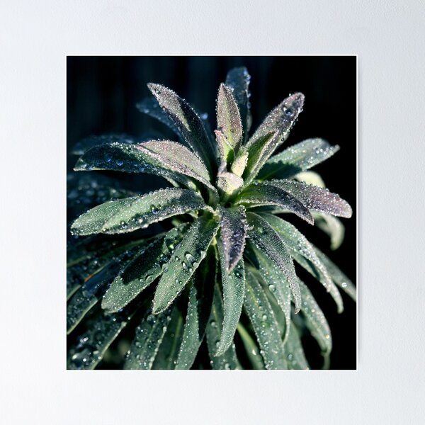 Item preview, Glistening designed and sold by Leeo.
