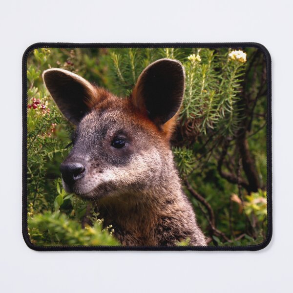 Item preview, Curious Kangaroo designed and sold by jwwallace.