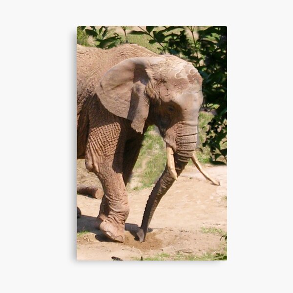 Gemelos De Elefante ZOO Safari Africano Padres Día Regalo Gemelos en Caja