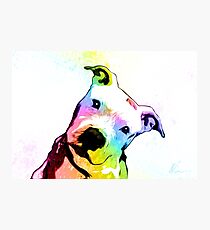 Pit bull | Rainbow Series | Pop Art Photographic Print