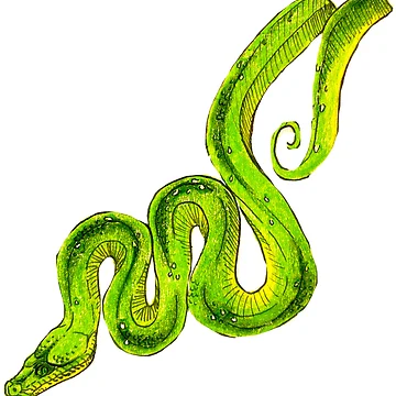 Artwork thumbnail, Green Tree Python by Lily Tomkinson