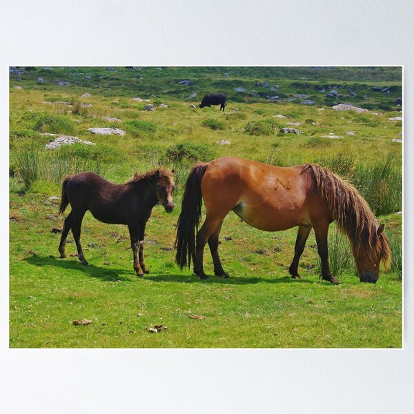 Artikelvorschau, Dartmoor Ponys (2) entworfen und verkauft von lezvee.