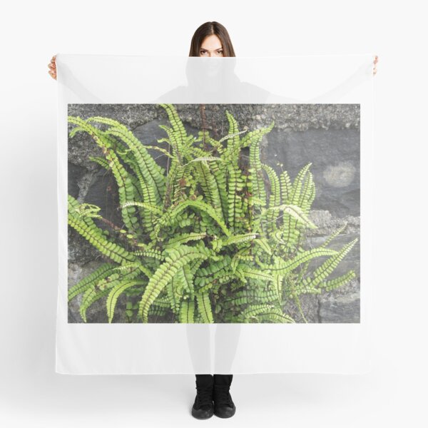 Item preview, Asplenium Ferns designed and sold by lezvee.