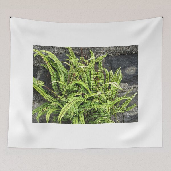 Item preview, Asplenium Ferns designed and sold by lezvee.