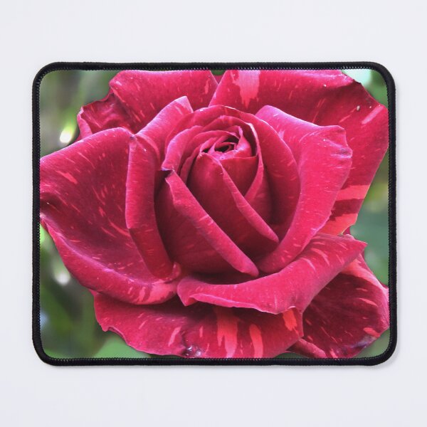 Item preview, Red rose designed and sold by indiafrankk.