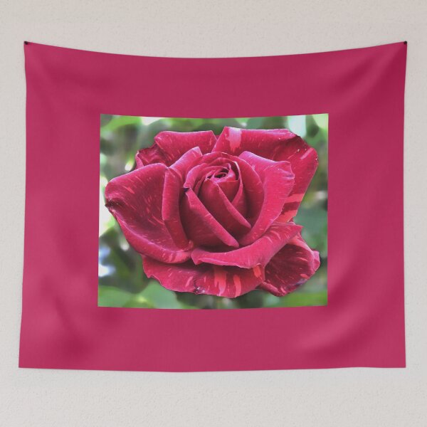 Item preview, Red rose designed and sold by indiafrankk.