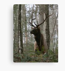 Elk (Cervus elaphus) 20D0020599 Canvas Print