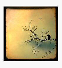 Mellow Photographic Print