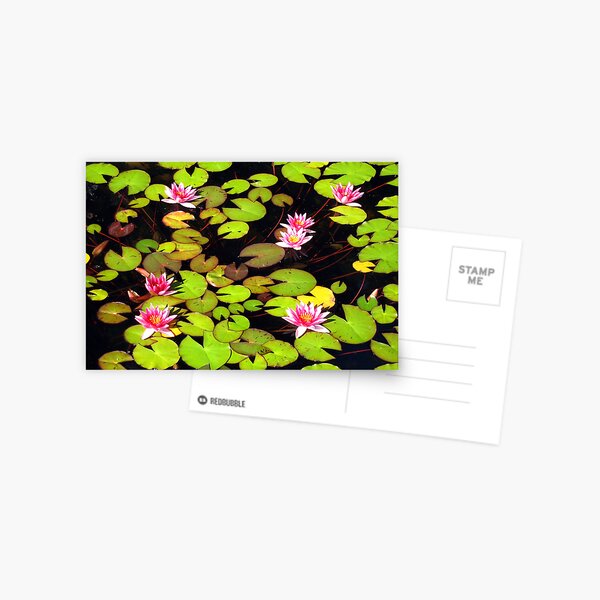 lily pond Postcard