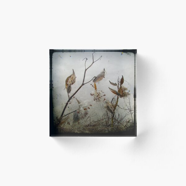 Milkweed Acrylic Block