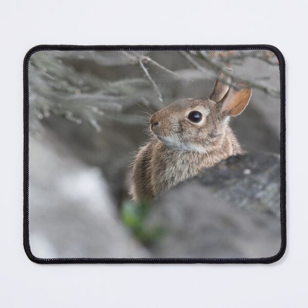 Item preview, Eastern Cottontail designed and sold by LaurenTucker.
