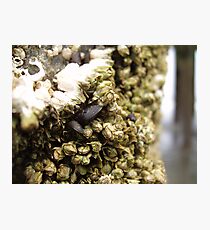 Barnacled Photographic Print