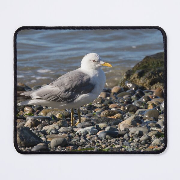 Item preview, Short Billed Gull designed and sold by LaurenTucker.