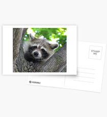 Sad raccoon eyes Postcards