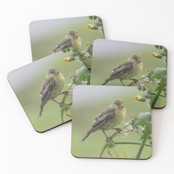Item preview, Lesser Goldfinch designed and sold by LaurenTucker.