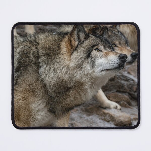Item preview, Timber Wolves designed and sold by Michael Cummings.