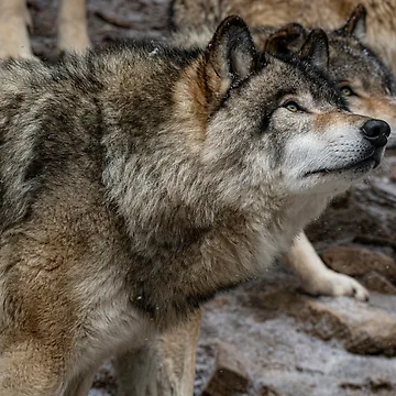 Artwork thumbnail, Timber Wolves by Michael Cummings
