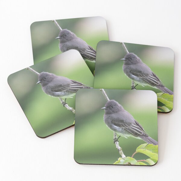 Item preview, Black Phoebe designed and sold by LaurenTucker.