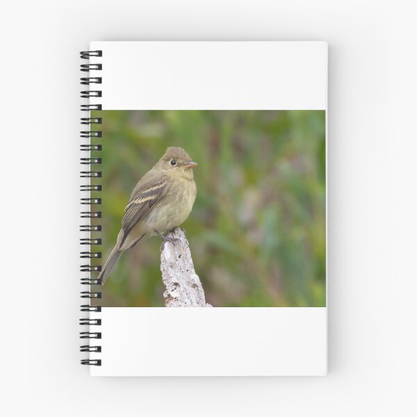 Item preview, Pacific Slope Flycatcher designed and sold by LaurenTucker.