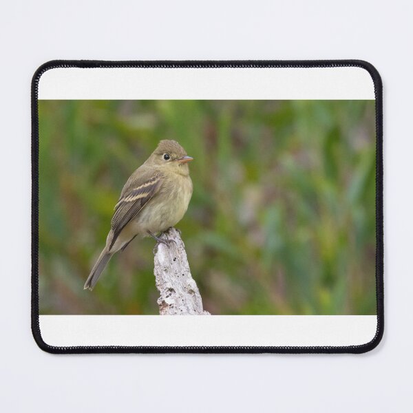 Item preview, Pacific Slope Flycatcher designed and sold by LaurenTucker.