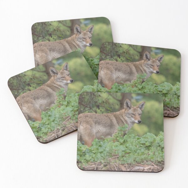 Item preview, Coyote designed and sold by LaurenTucker.