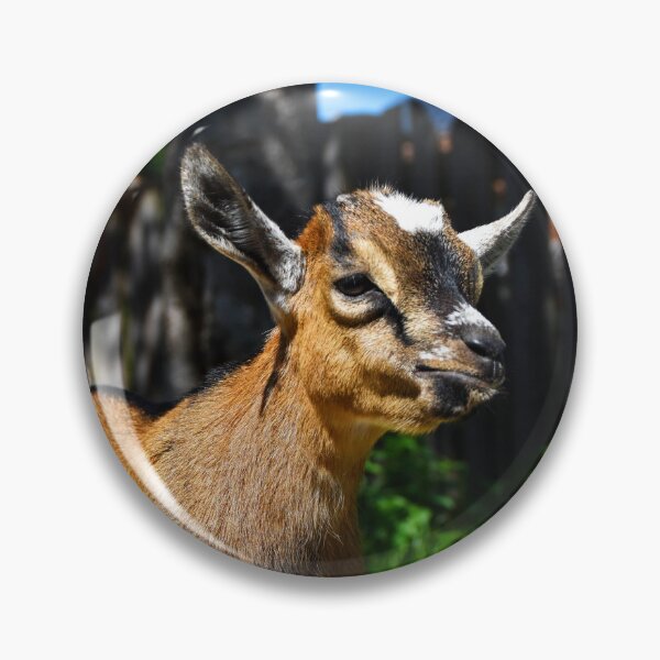 Item preview, offended baby goat | wildlife photography designed and sold by Mii-pics.