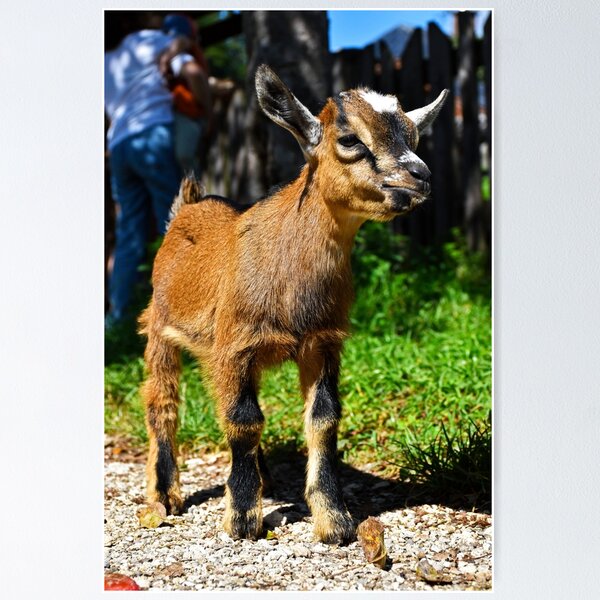 Item preview, offended baby goat | wildlife photography designed and sold by Mii-pics.
